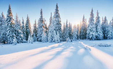 snow covered trees