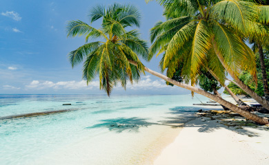 beach and palm trees
