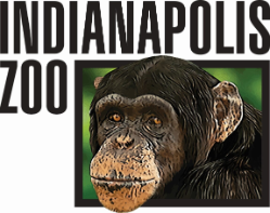 Indianapolis Zoo Chimpanzee